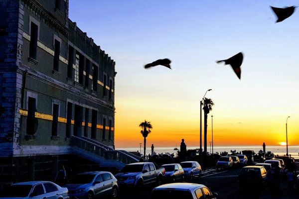 gaviotas pasan casualmente en foto de atardecer